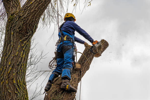 Best Tree Mulching  in Otsego, MI