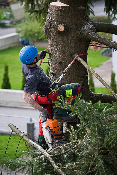 Best Lawn Grading and Leveling  in Otsego, MI